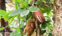 网红小姐姐吃八月瓜视频,美味与挑战并存！